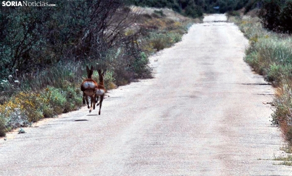 Tres de cada cuatro accidentes de tráfico en Soria son causados por animales que invaden las carreteras