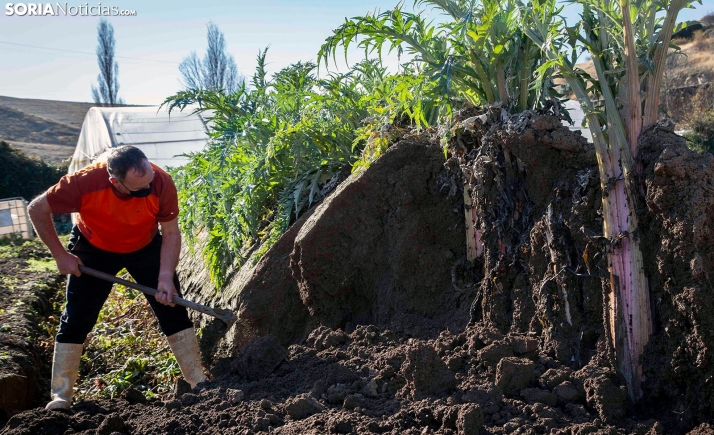 Vuelven las jornadas del Cardo Rojo a Ágreda