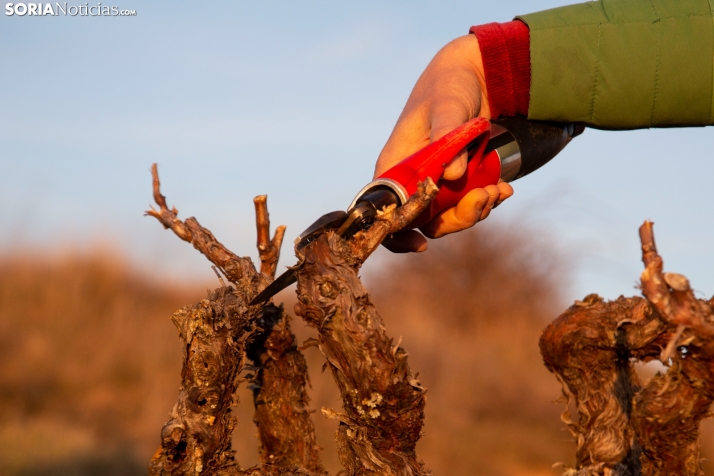 Reclaman el reconocimiento de los viñedos prefiloxéricos sorianos: Las pérdidas económicas son enormes 