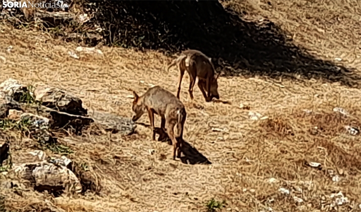 La provincia de Soria cuenta con un censo de seis manadas de lobo ibérico, detectado ya en el Moncayo