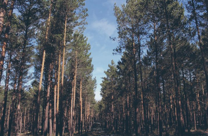 Cuatro bosques para disfrutar de paraje de ensueño en otoño en Soria