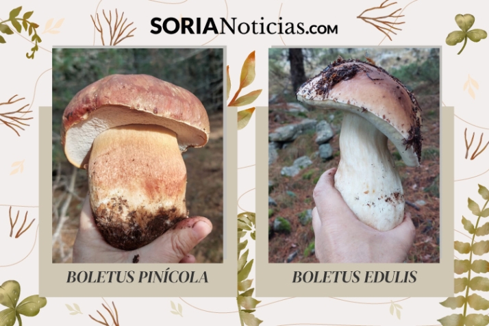 Desmontando mitos: ¿Es el boletus pinícola el hermano pobre del boletus edulis?