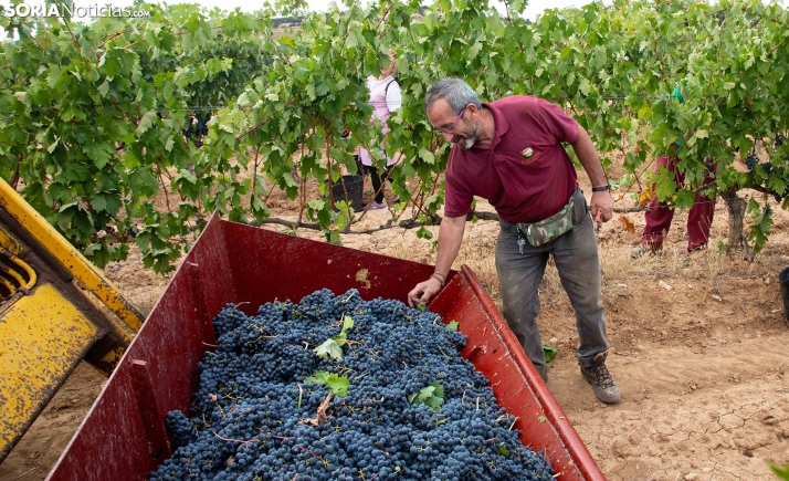 La vendimia finaliza en Castilla y León con una buena calidad de la uva y una producción de 274 millones de kilos