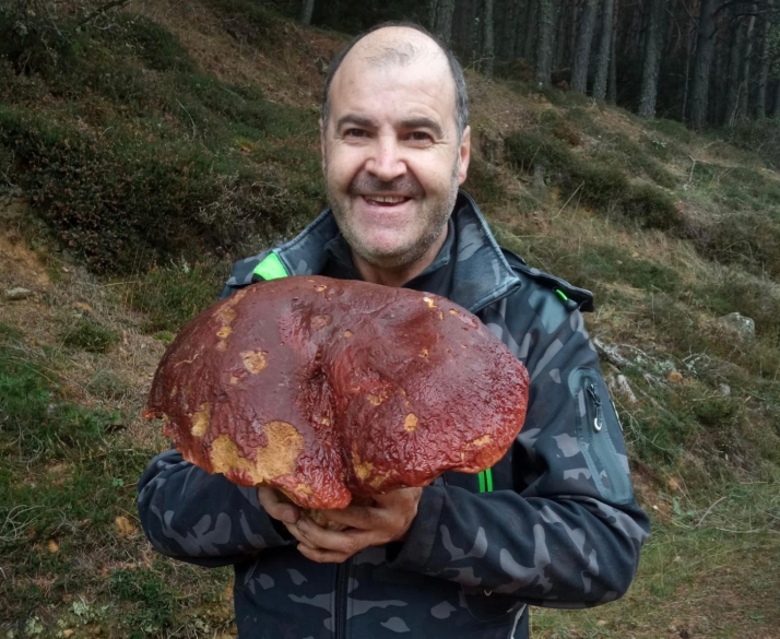 Otro tesoro micol&oacute;gico en Soria: Encontrado un boletus de 4,6 kg.