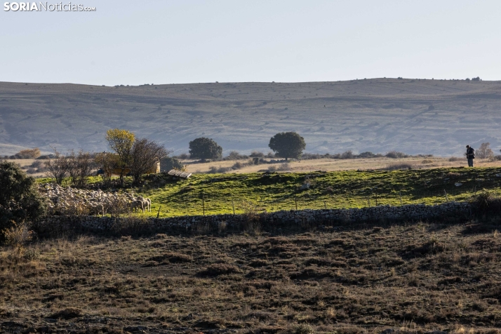 Trashumancia Castilfrío./ Viksar Fotografía