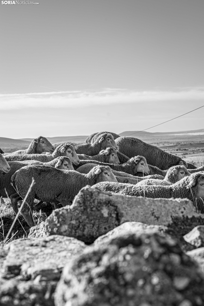 Trashumancia Castilfrío./ Viksar Fotografía