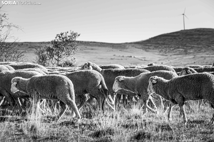 Trashumancia Castilfrío./ Viksar Fotografía