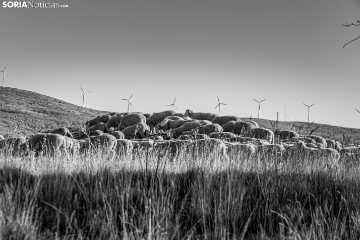 Trashumancia Castilfrío./ Viksar Fotografía