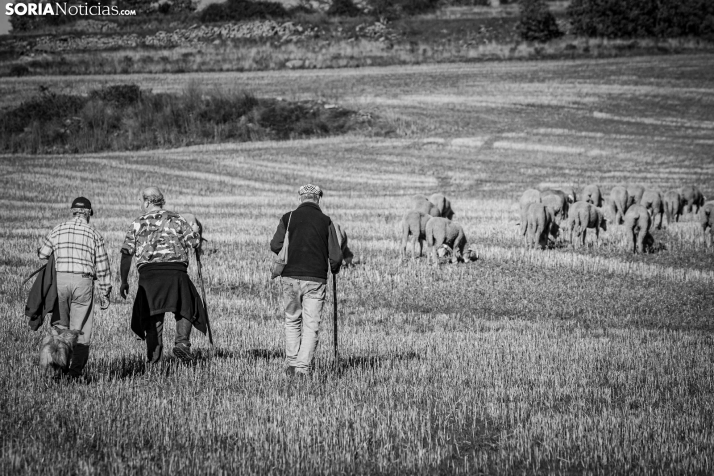 Trashumancia Castilfrío./ Viksar Fotografía