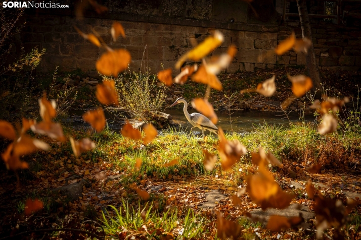 Otoño en Soria./Viksar Fotografía