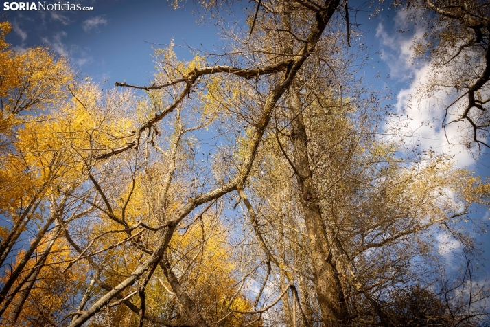 Otoño en Soria./Viksar Fotografía