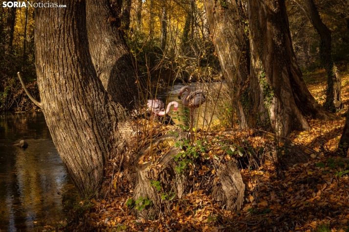 Otoño en Soria./Viksar Fotografía