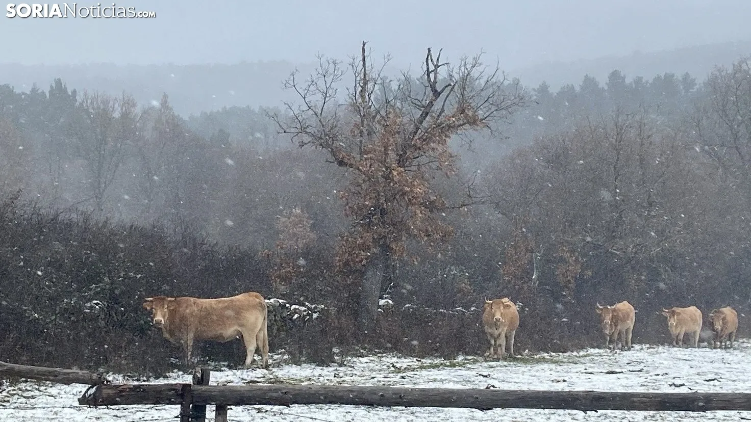 Foto 2 - La sierra soriana se viste de blanco