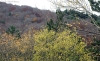 Imagen del Moncayo soriano, con hayas al fondo. /PC