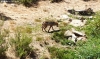 Un ejemplar de lobo ibérico. /PC