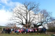 Foto 3 - Gran &eacute;xito de participaci&oacute;n en la X jornada del acebo en la P&oacute;veda