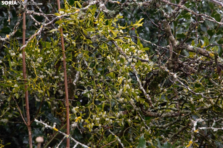 El acebo brilla en Oncala