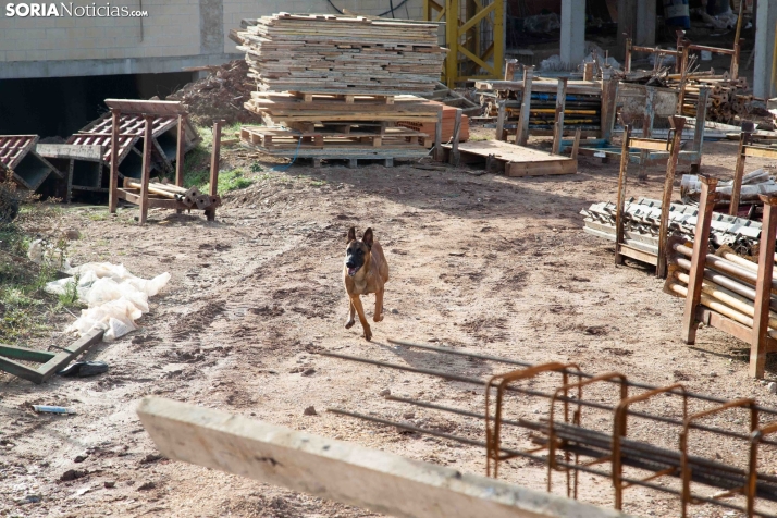 Exhibición canina en Golmayo