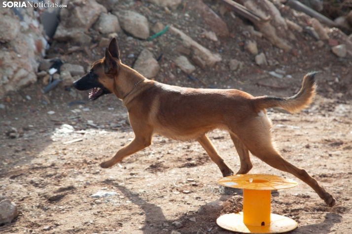 Exhibición canina en Golmayo