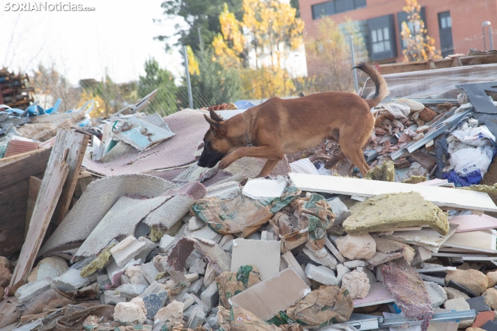 Exhibición canina en Golmayo