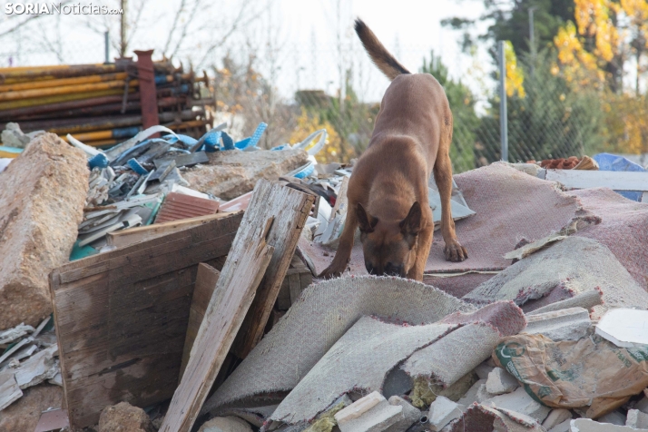 Exhibición canina en Golmayo