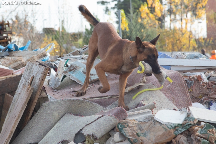 Exhibición canina en Golmayo