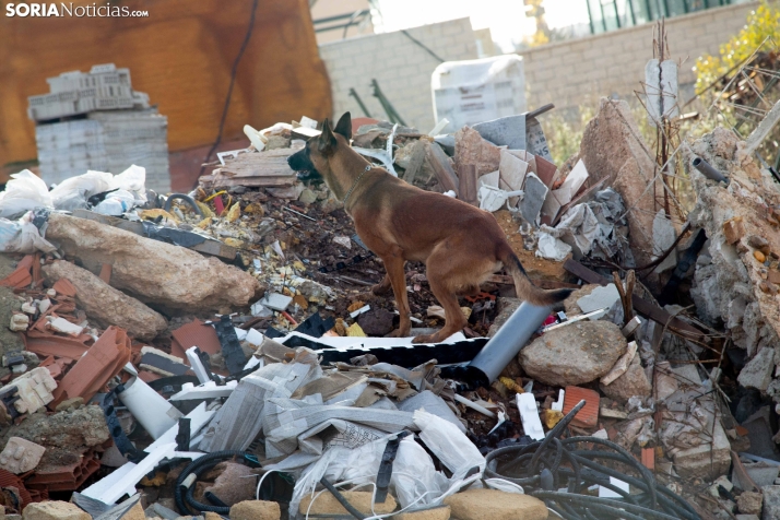 Exhibición canina en Golmayo