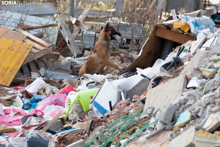 Exhibición canina en Golmayo