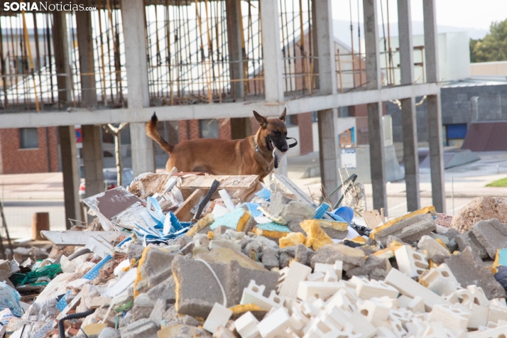 Exhibición canina en Golmayo