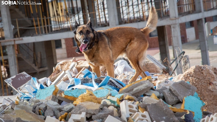 Exhibición canina en Golmayo