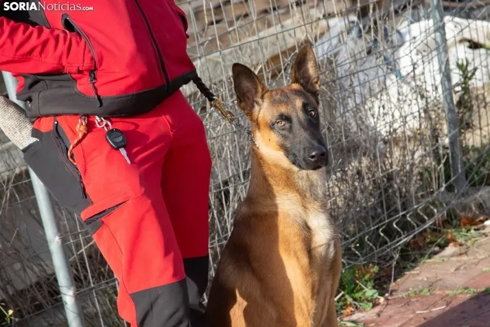 Exhibición canina en Golmayo