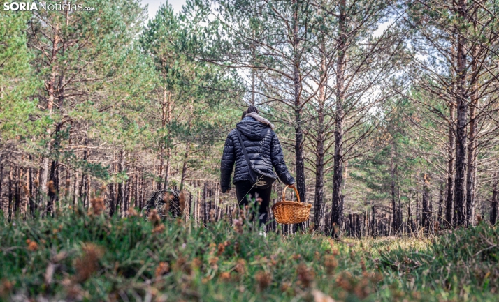 SETAS EN CASTILLA Y LEÓN | El otoño se va y el invierno llama a la puerta con otras especies muy interesantes 