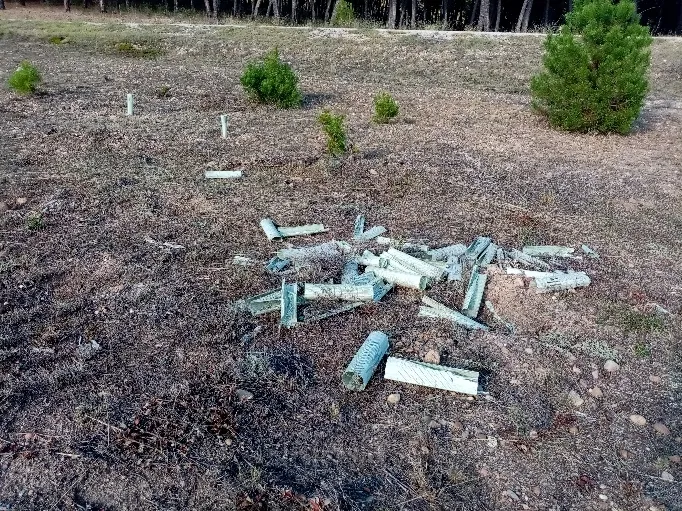 Foto 2 - La asociaci&oacute;n cultural Gaya Nu&ntilde;o de Tardelcuende vuelve a ser elegida para apadrinar un proyecto medioambiental en los montes del municipio
