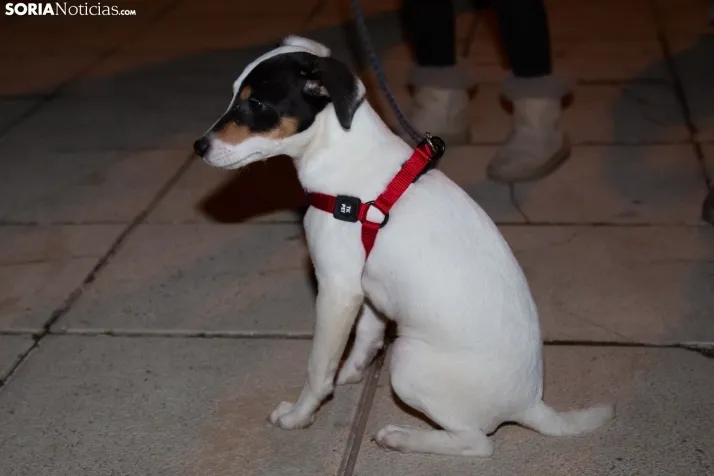 Mascotas San Antón