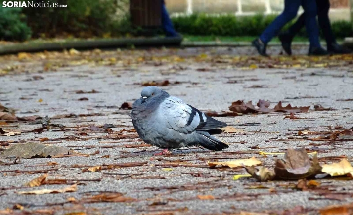 Aviso por temperaturas de -6ºC en la Ibérica soriana esta madrugada