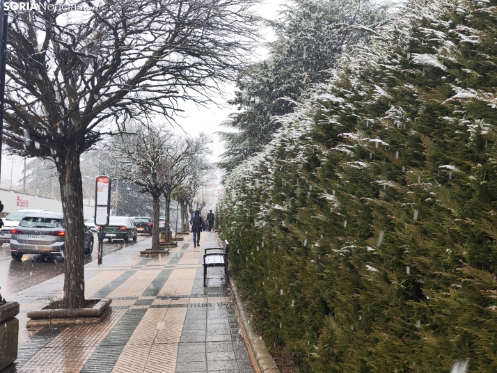 La nieve en la Dehesa. 