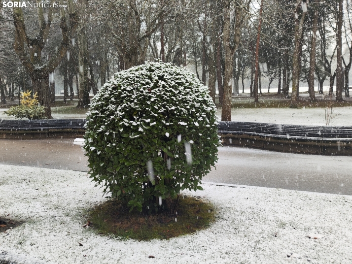 La nieve en la Dehesa. 