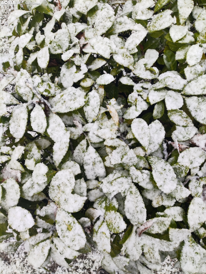 La nieve en la Dehesa. 