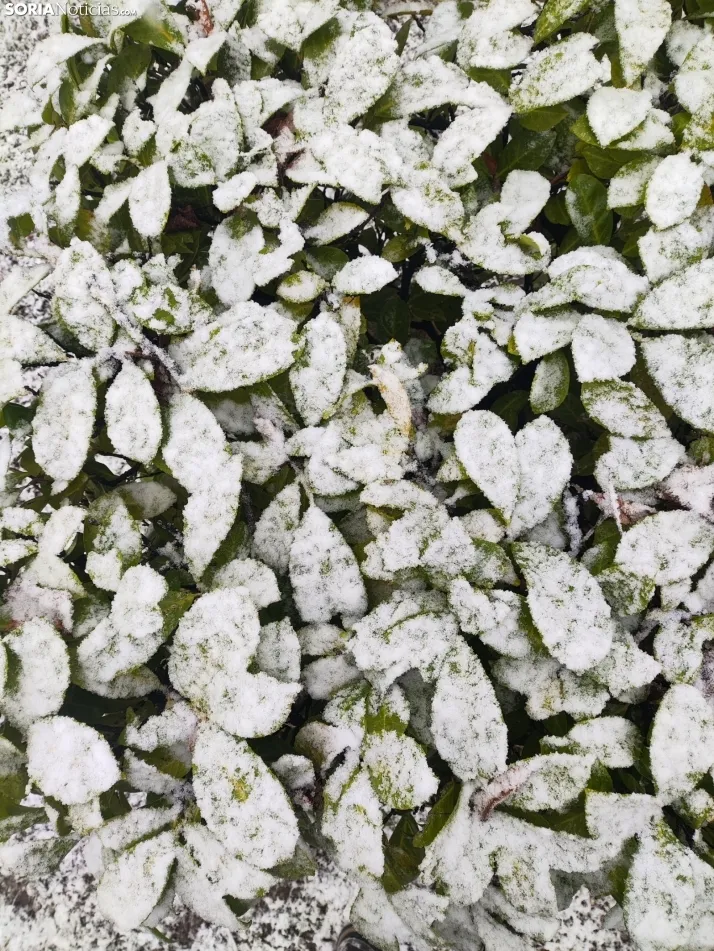 La nieve en la Dehesa. 