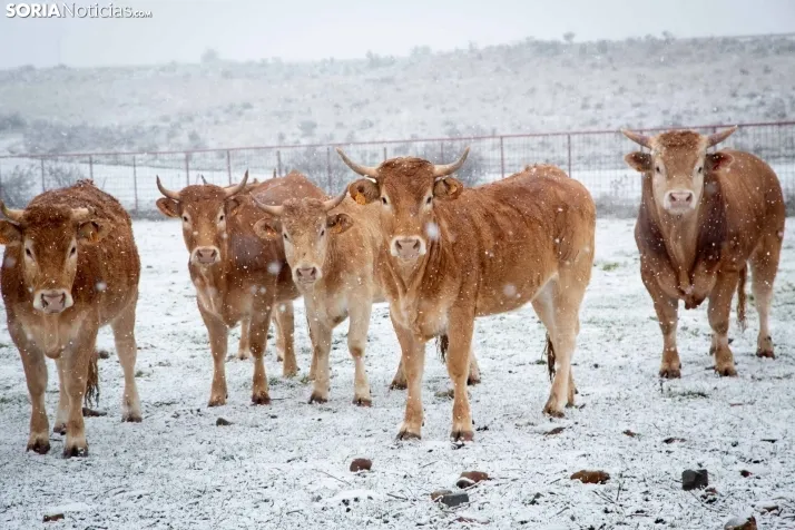 Nieve en la provincia