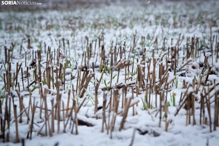 Nieve en la provincia