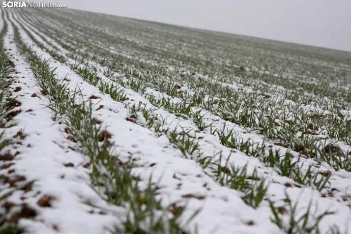 Nieve en la provincia