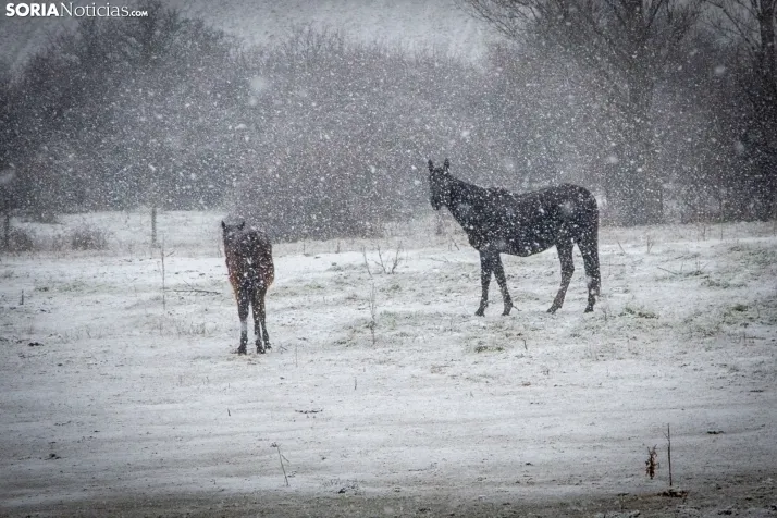 Nieve en la provincia