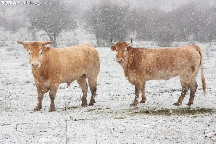 Nieve en la provincia
