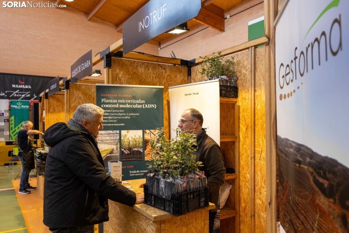 Feria de la Trufa de Abejar