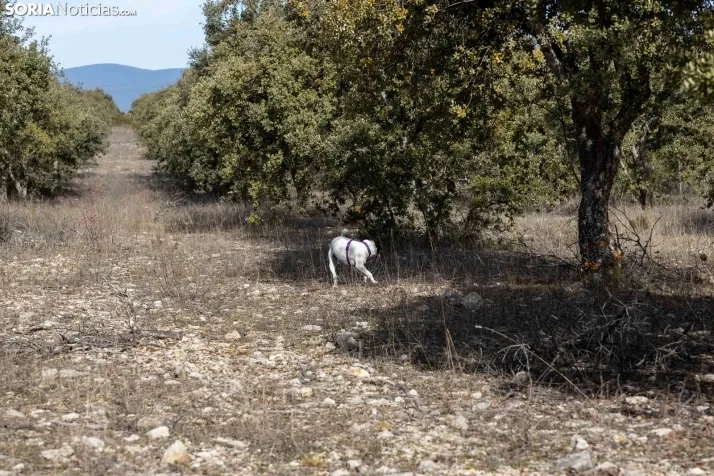 Paseo por una finca trufera