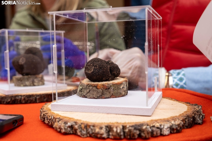 Trufax Medinaceli 2025./ Viksar Fotografía