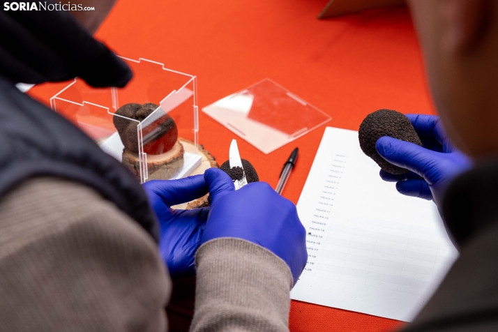 Trufax Medinaceli 2025./ Viksar Fotografía