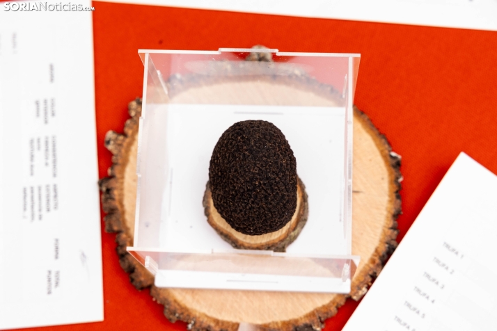 Trufax Medinaceli 2025./ Viksar Fotografía