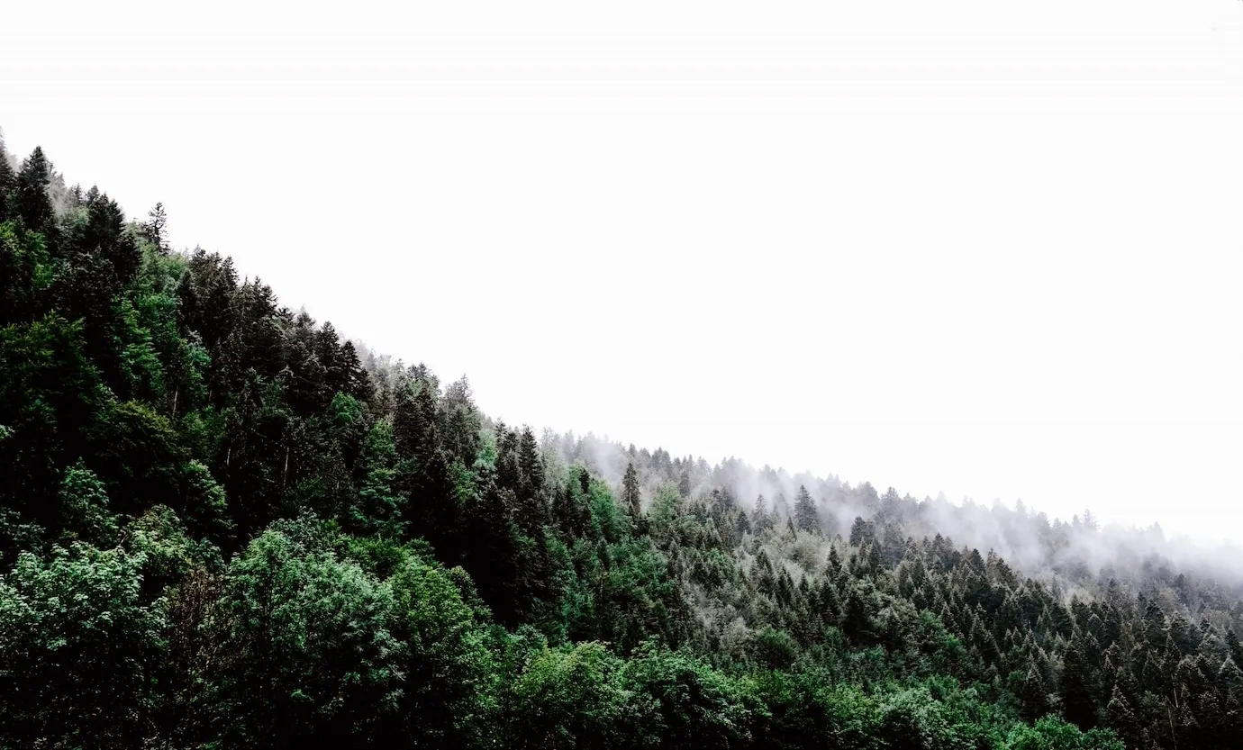 Foto 2 - Soria, territorio privilegiado con una superficie forestal que ocupa el 60% de su extensi&oacute;n
